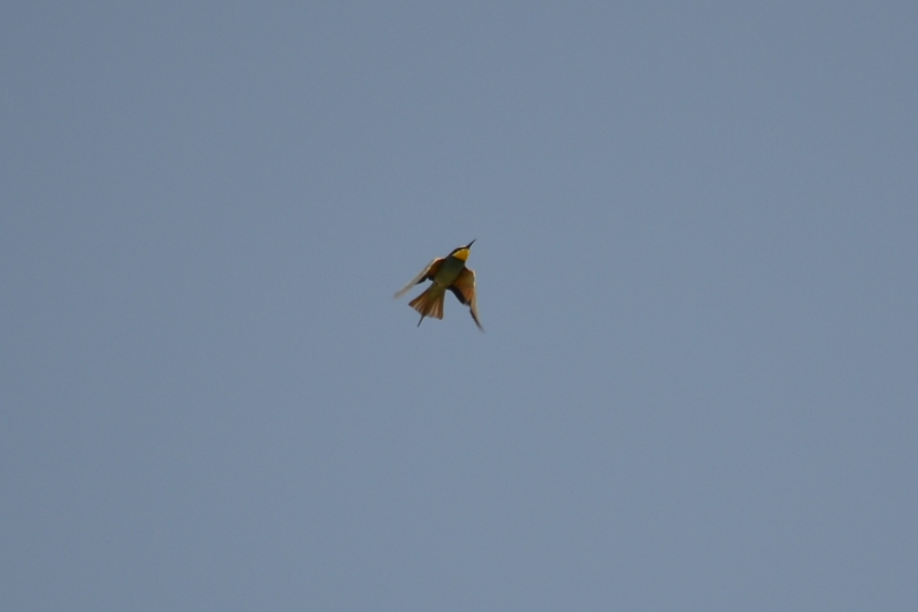 i miei primi gruccioni